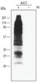 Phosphotyrosine antibody, HAM1676, R&D Systems, Western Blot image 