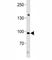 Nuclear Factor Of Activated T Cells 4 antibody, F42772-0.4ML, NSJ Bioreagents, Immunofluorescence image 