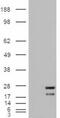 Ras antibody, MBS420507, MyBioSource, Western Blot image 