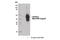 CD207 Molecule antibody, 13650S, Cell Signaling Technology, Western Blot image 