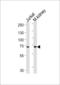Transcription Factor 12 antibody, LS-C161769, Lifespan Biosciences, Western Blot image 
