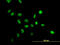 Nucleophosmin 1 antibody, LS-C133351, Lifespan Biosciences, Immunofluorescence image 