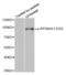 Ribosomal Protein S6 Kinase A1 antibody, abx000223, Abbexa, Western Blot image 