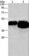 Ovalbumin antibody, LS-C401834, Lifespan Biosciences, Western Blot image 