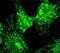 Coatomer Protein Complex Subunit Alpha antibody, NB120-2913, Novus Biologicals, Immunocytochemistry image 