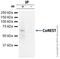 REST Corepressor 1 antibody, ab32631, Abcam, Immunoprecipitation image 