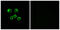 Olfactory Receptor Family 8 Subfamily U Member 1 antibody, GTX87377, GeneTex, Immunocytochemistry image 