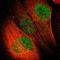 Ceramide Synthase 3 antibody, HPA006092, Atlas Antibodies, Immunofluorescence image 