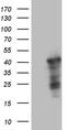 WD Repeat Domain 92 antibody, TA809521, Origene, Western Blot image 
