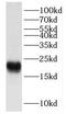 FXYD Domain Containing Ion Transport Regulator 6 antibody, FNab03261, FineTest, Western Blot image 