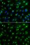 Golgi Associated, Gamma Adaptin Ear Containing, ARF Binding Protein 2 antibody, GTX55637, GeneTex, Immunofluorescence image 