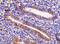 Hepatitis A Virus Cellular Receptor 1 antibody, 3809, ProSci, Immunohistochemistry paraffin image 