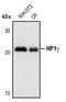 Chromobox 3 antibody, PA5-17445, Invitrogen Antibodies, Western Blot image 