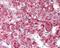 HUS1 Checkpoint Clamp Component B antibody, 49-433, ProSci, Immunohistochemistry frozen image 