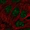 Methyl-CpG Binding Domain Protein 2 antibody, HPA067582, Atlas Antibodies, Immunocytochemistry image 