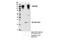 Carcinoembryonic Antigen Related Cell Adhesion Molecule 1 antibody, 14771S, Cell Signaling Technology, Immunoprecipitation image 