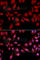 Proteasome Subunit Alpha 2 antibody, A2504, ABclonal Technology, Immunofluorescence image 
