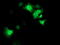 Signal Transducer And Activator Of Transcription 4 antibody, M00734-1, Boster Biological Technology, Immunofluorescence image 