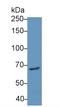 Pescadillo homolog antibody, LS-C373719, Lifespan Biosciences, Western Blot image 