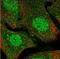 VSIG3 antibody, NBP1-92021, Novus Biologicals, Immunofluorescence image 