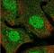 Immunoglobulin Superfamily Member 11 antibody, NBP1-92021, Novus Biologicals, Immunofluorescence image 