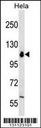 RNA Polymerase I Subunit B antibody, 56-464, ProSci, Western Blot image 