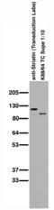 Striatin 4 antibody, 73-099, Antibodies Incorporated, Western Blot image 