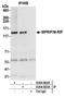 Myosin phosphatase Rho-interacting protein antibody, A304-822A, Bethyl Labs, Immunoprecipitation image 