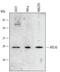 Autophagy Related 10 antibody, AF5464, R&D Systems, Western Blot image 