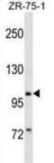 Piwi Like RNA-Mediated Gene Silencing 2 antibody, abx030743, Abbexa, Western Blot image 