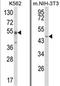 WD repeat, SAM and U-box domain-containing protein 1 antibody, AP18242PU-N, Origene, Western Blot image 