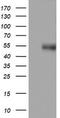 CD4 antibody, TA802240, Origene, Western Blot image 