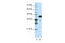 TAR DNA Binding Protein antibody, 28-975, ProSci, Immunohistochemistry frozen image 
