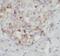 X-Linked Inhibitor Of Apoptosis antibody, FNab09540, FineTest, Immunohistochemistry frozen image 