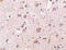 Mesencephalic astrocyte-derived neurotrophic factor antibody, LS-C53208, Lifespan Biosciences, Immunohistochemistry frozen image 