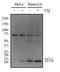 Microtubule Associated Protein 1 Light Chain 3 Alpha antibody, NBP1-19167, Novus Biologicals, Western Blot image 