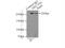 HECT Domain E3 Ubiquitin Protein Ligase 1 antibody, 20605-1-AP, Proteintech Group, Immunoprecipitation image 