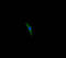 Transmembrane Protein 213 antibody, A63628-100, Epigentek, Immunofluorescence image 