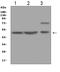 AP2M1 antibody, A06179, Boster Biological Technology, Western Blot image 