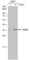 Forkhead Box I1 antibody, NBP2-16518, Novus Biologicals, Western Blot image 
