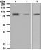 CREB Regulated Transcription Coactivator 2 antibody, ab109081, Abcam, Western Blot image 