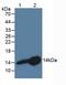 Stefin-B antibody, abx131843, Abbexa, Western Blot image 