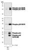 Mitogen-Activated Protein Kinase 8 antibody, MA5-15175, Invitrogen Antibodies, Western Blot image 