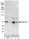 Autophagy Related 16 Like 1 antibody, A303-294A, Bethyl Labs, Western Blot image 