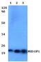 MID1 Interacting Protein 1 antibody, A12466, Boster Biological Technology, Western Blot image 