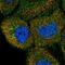 Diacylglycerol Lipase Beta antibody, NBP2-57542, Novus Biologicals, Immunofluorescence image 