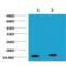 Alginate antibody, SMC-208D-A655, StressMarq, Western Blot image 