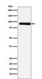 Cullin 1 antibody, M00658, Boster Biological Technology, Western Blot image 