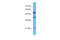 5-Hydroxytryptamine Receptor 1A antibody, 31-112, ProSci, Western Blot image 