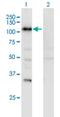 SECIS Binding Protein 2 antibody, H00079048-M08, Novus Biologicals, Western Blot image 